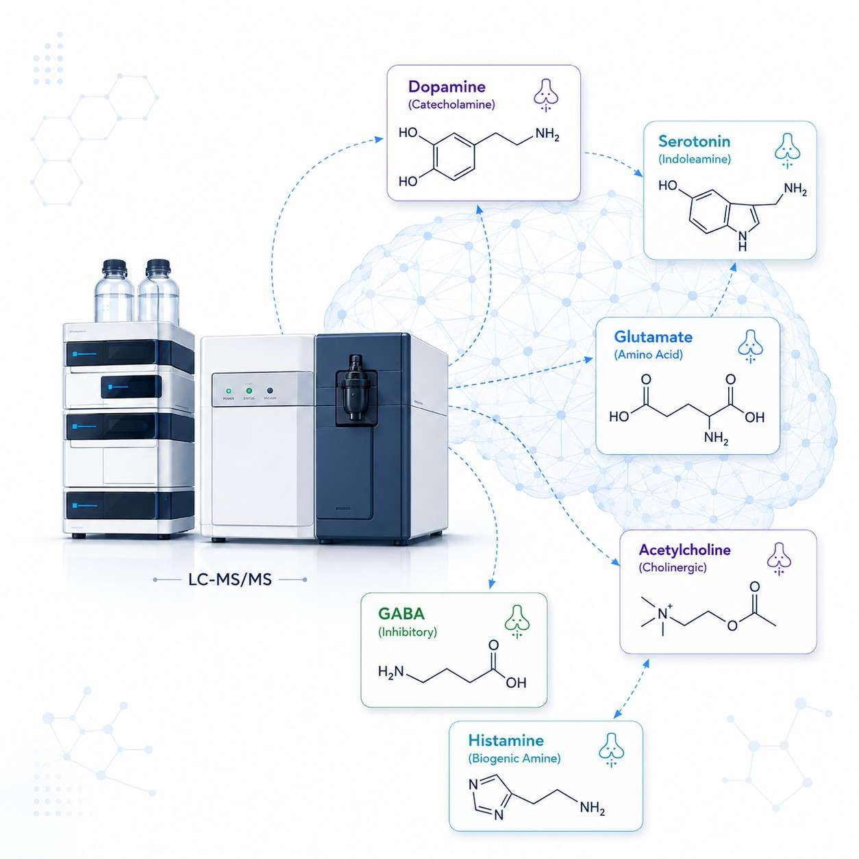 Neurotransmitter Analysis Service — LC-MS/MS Targeted Quantification of 30+ Neurotransmitters Across 5 Pathways