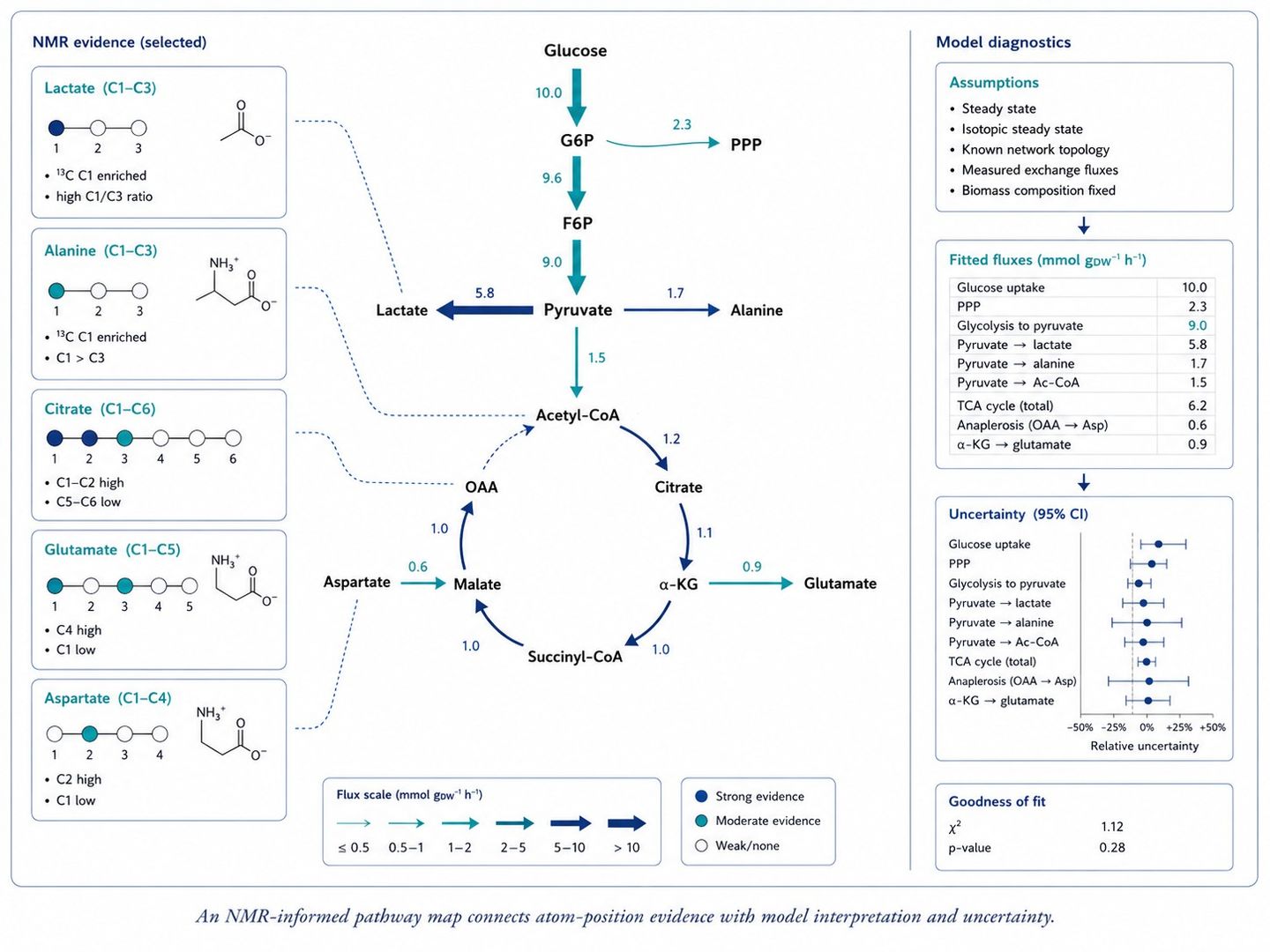 NMR metabolic flux map with isotopomer model diagnostics and uncertainty annotations