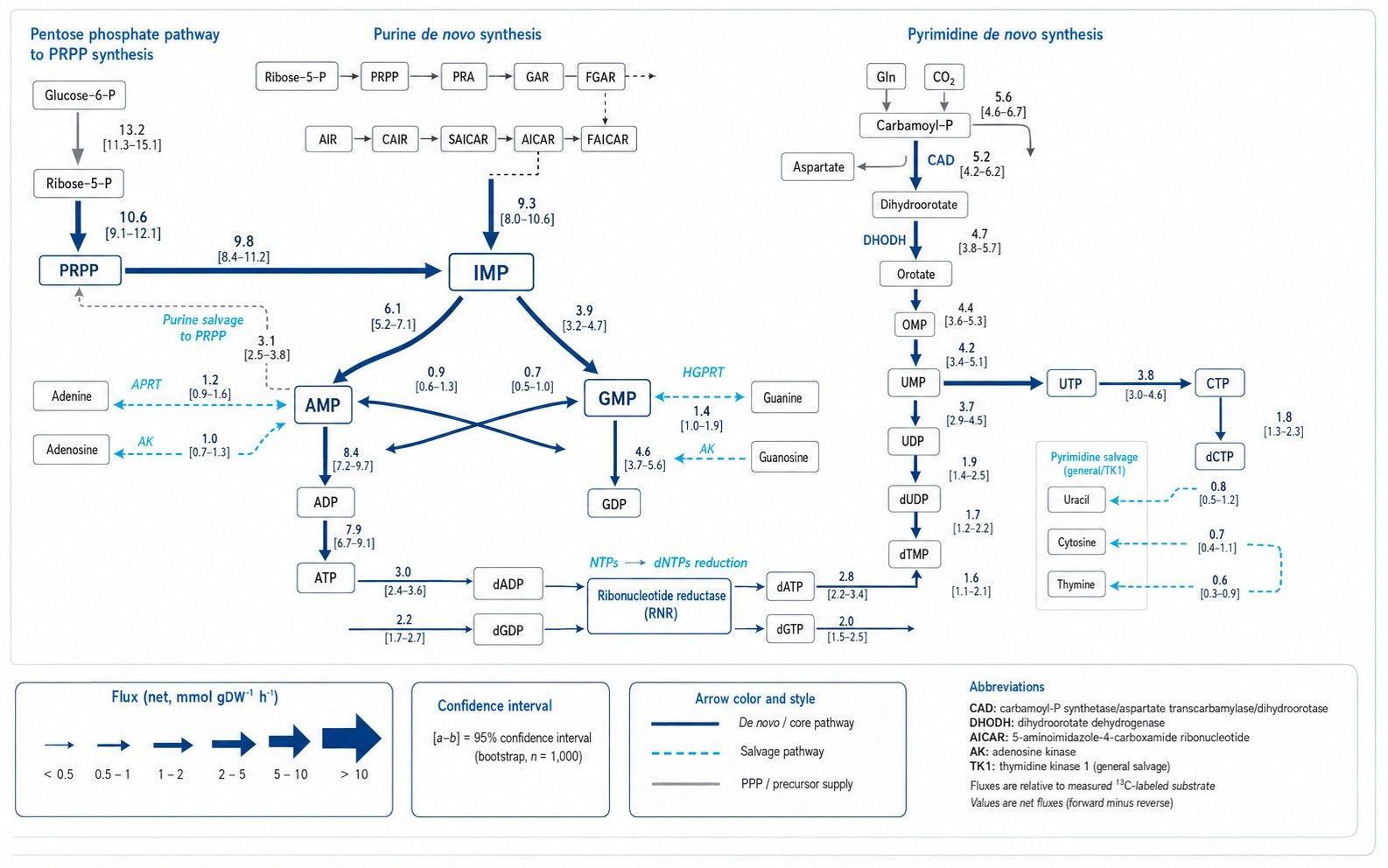 Quantitative nucleotide metabolic pathway flux map with de novo and salvage rates