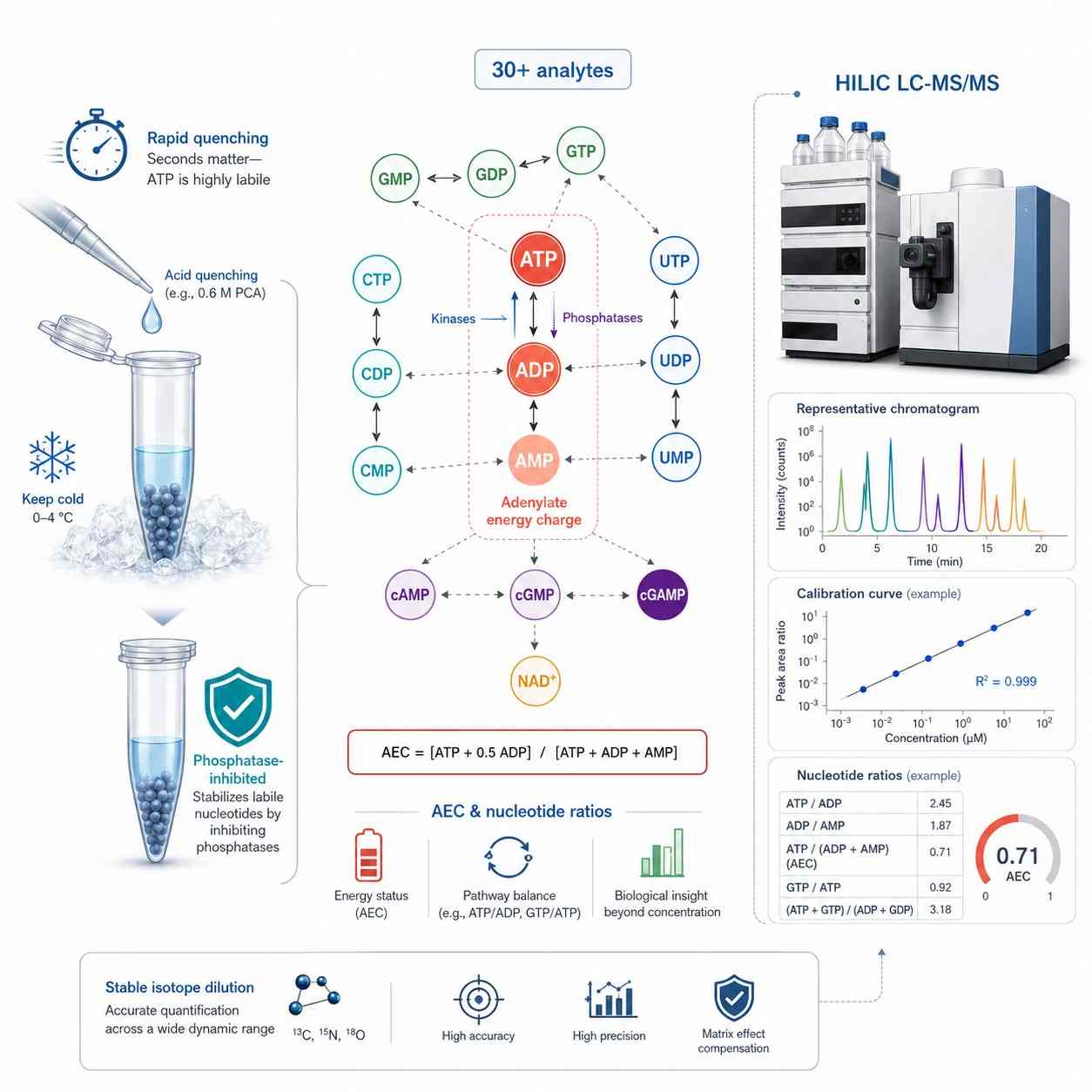 Nucleotide Metabolism Analysis — LC-MS/MS Targeted Quantification of ATP GTP cAMP and Purine Pyrimidine Metabolites