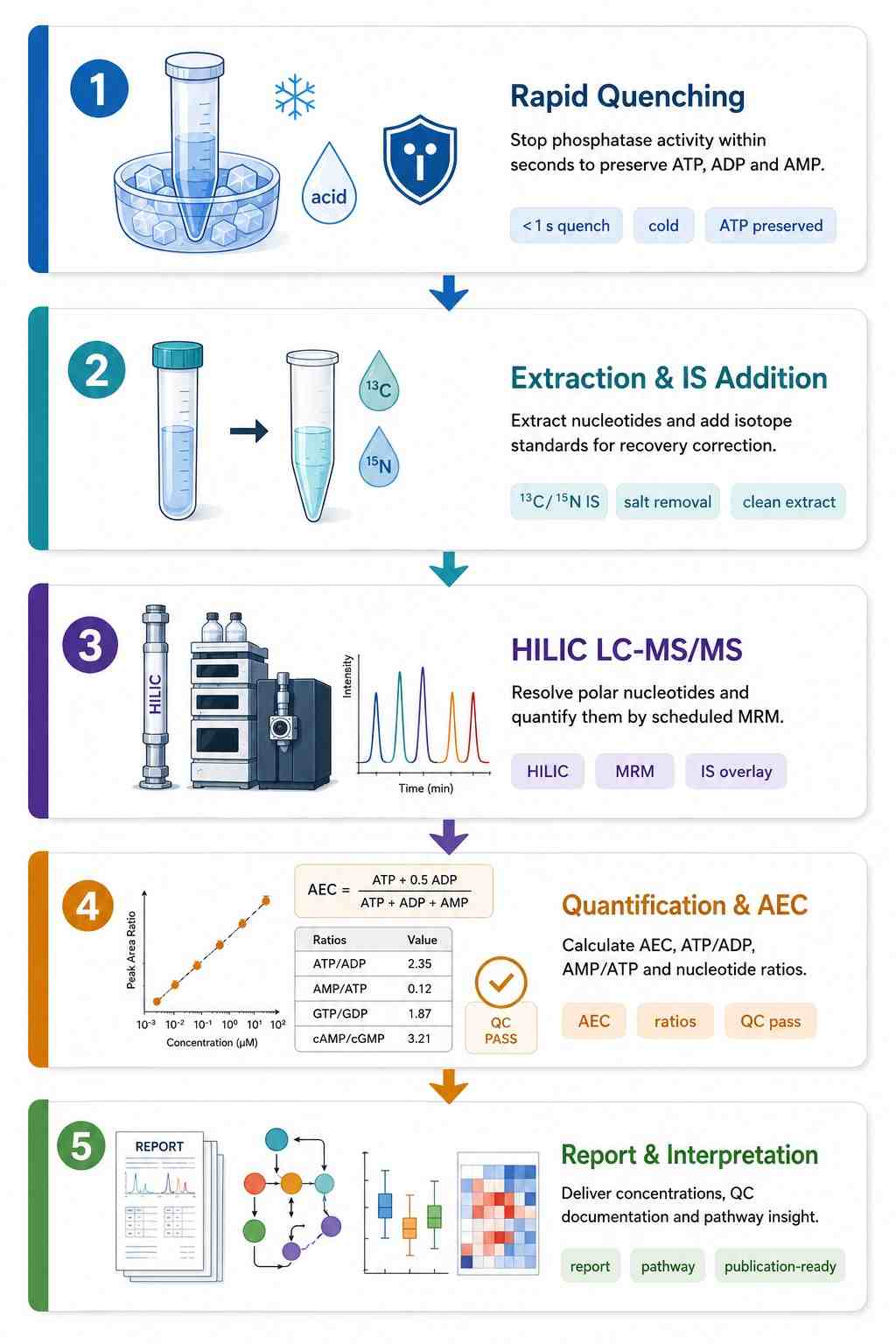 Nucleotide Analysis Workflow — Five-Step Pipeline from Acid Quenching to Energy Charge Report