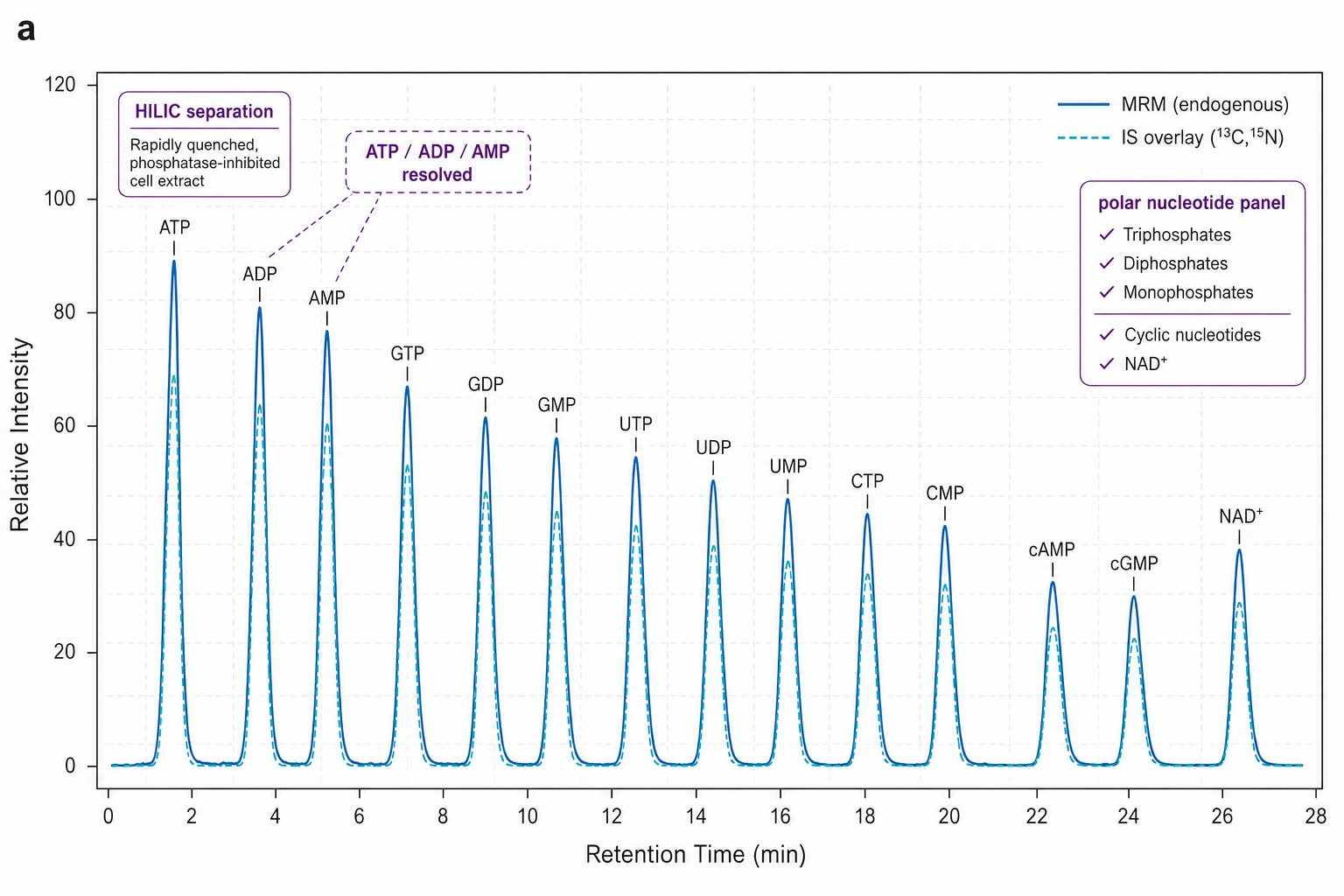 Nucleotide HILIC MRM Chromatogram — ATP ADP AMP GTP UTP CTP Peak Separation with IS Overlay