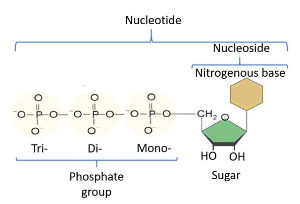 The basic structure of nucleotides