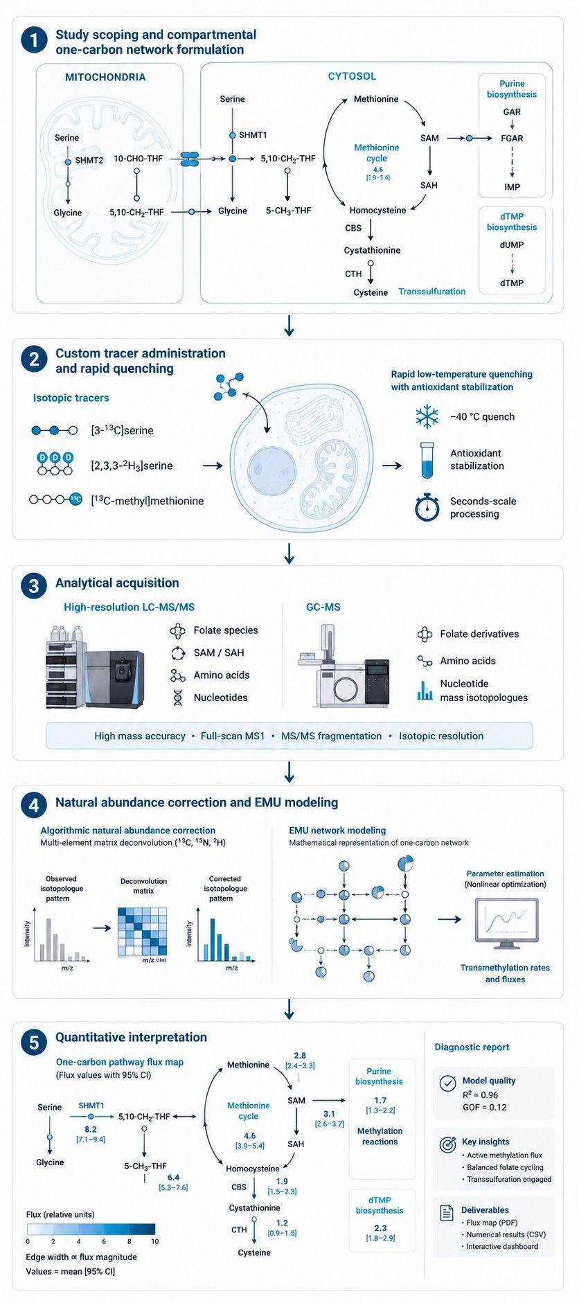 Six-step workflow for one-carbon metabolic flux analysis