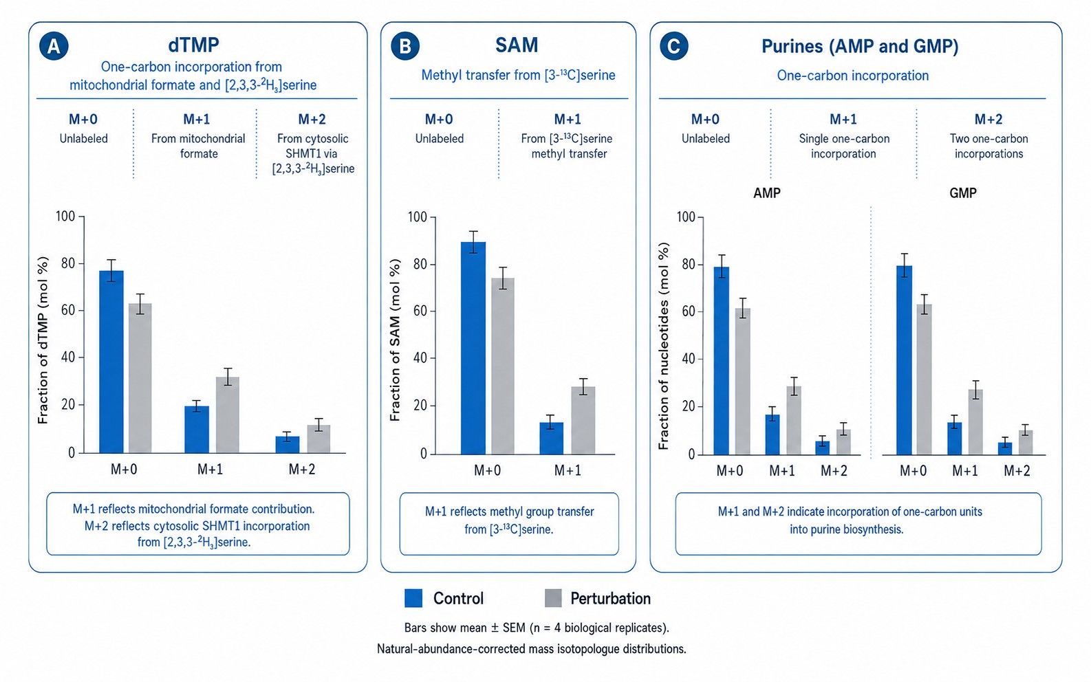 One-carbon mass isotopologue distribution bar plot resolving dTMP and SAM labeling