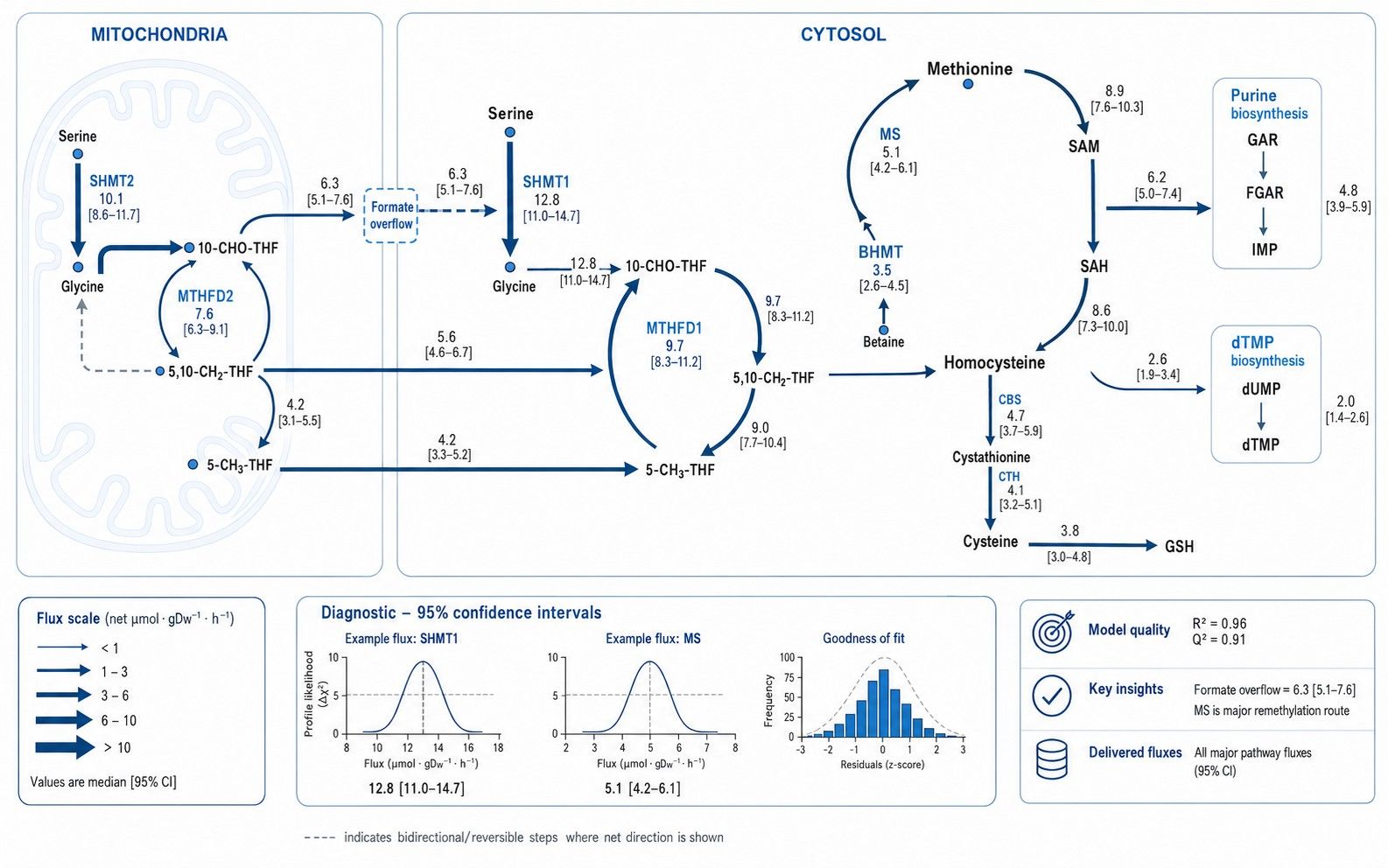 Quantitative one-carbon metabolic pathway flux map with folate and methionine cycles