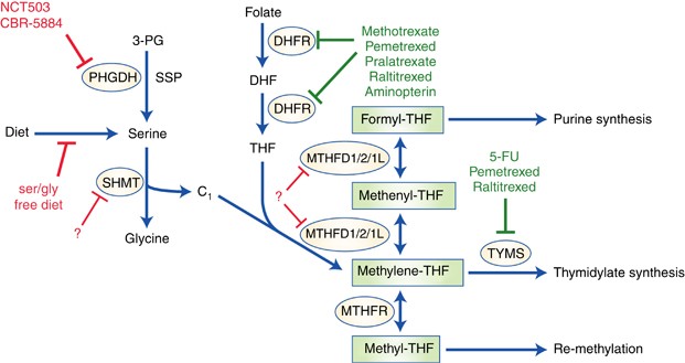 one-carbon-metabolism-cancer-1.jpg