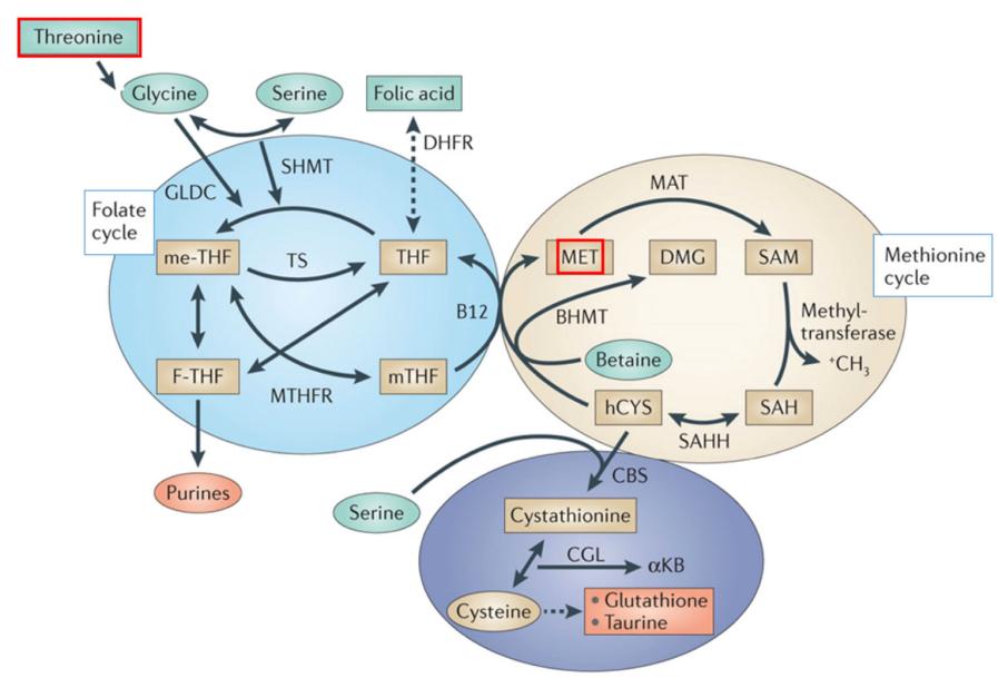 one-carbon-metabolism-pathway-sources-mechanisms-regulation-1.jpg