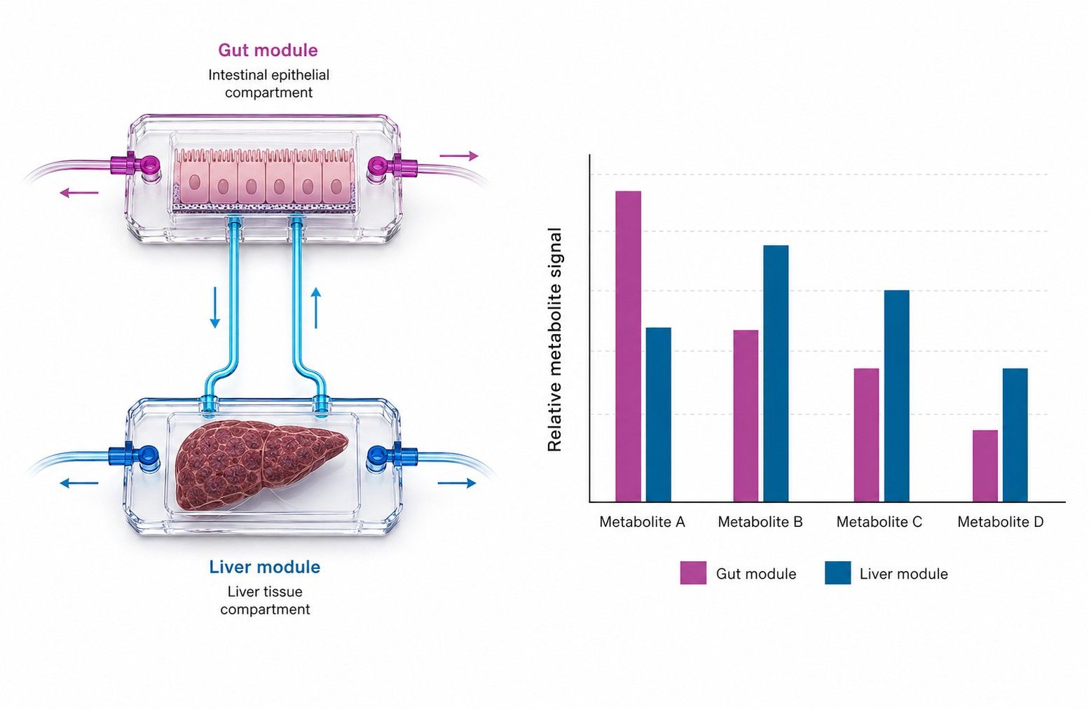 Coupled gut-liver chip metabolome profiles across connected modules