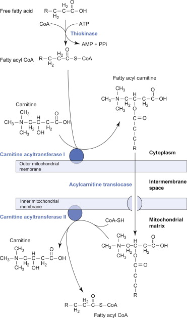 overview-free-fatty-acids-metabolism-1.jpg