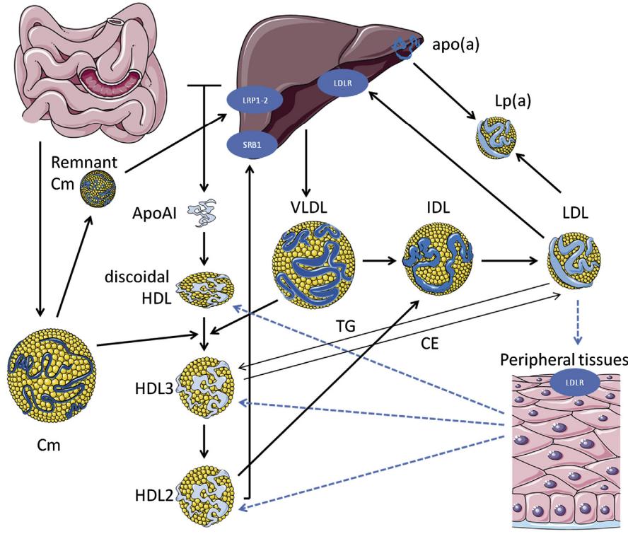 overview-lipid-metabolism-1.jpg