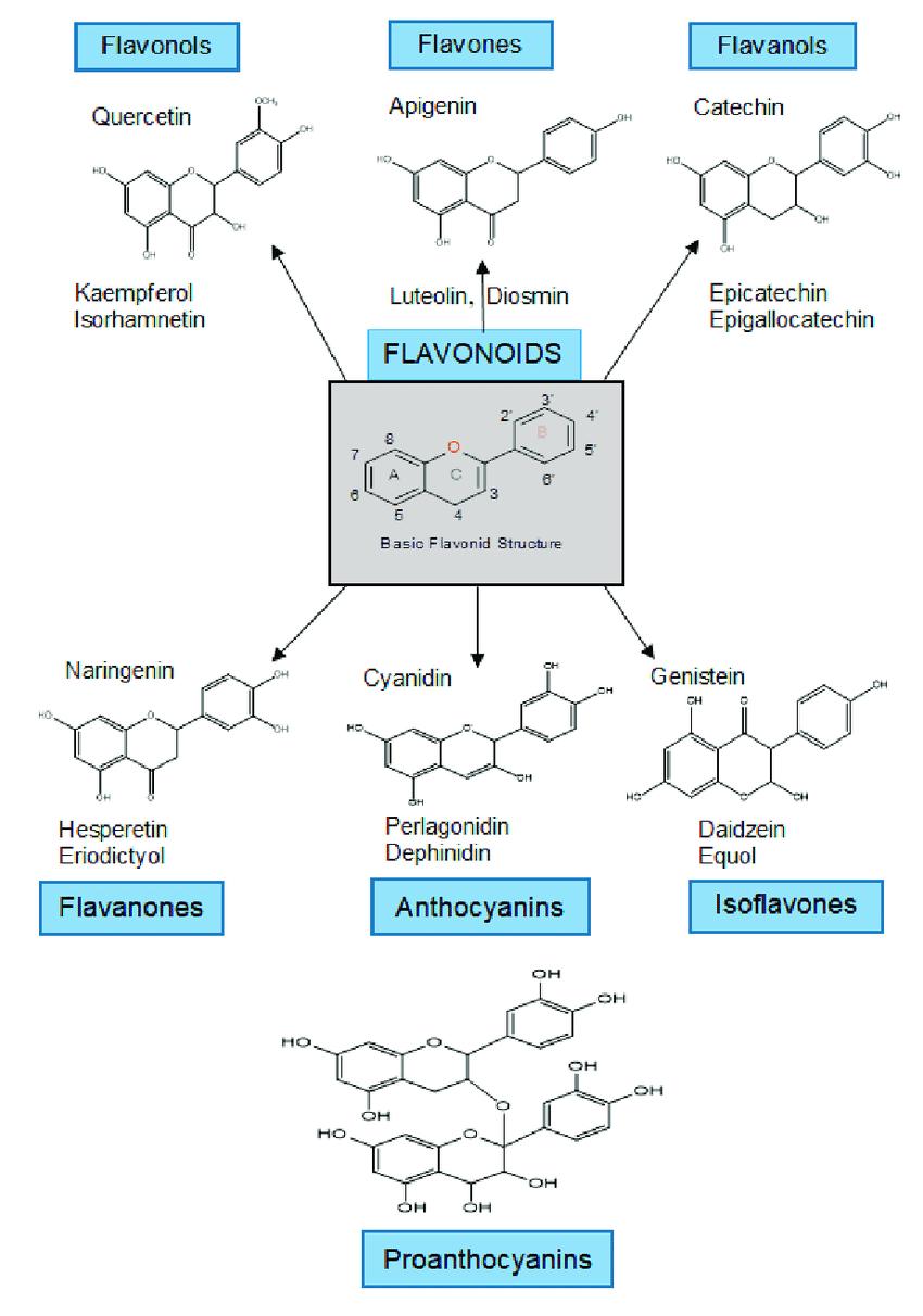 overview-of-flavonoids-1.jpg