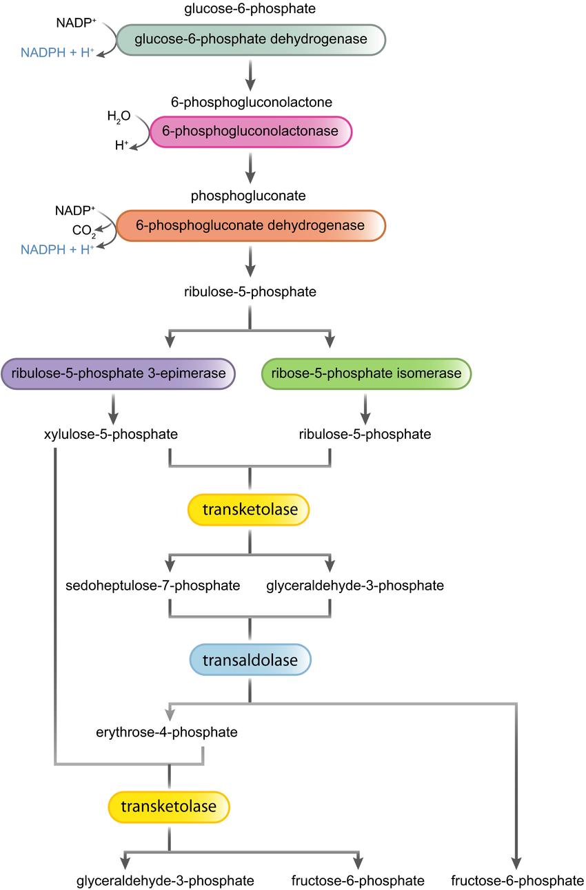 overview-pentose-phosphate-pathway-1.jpg