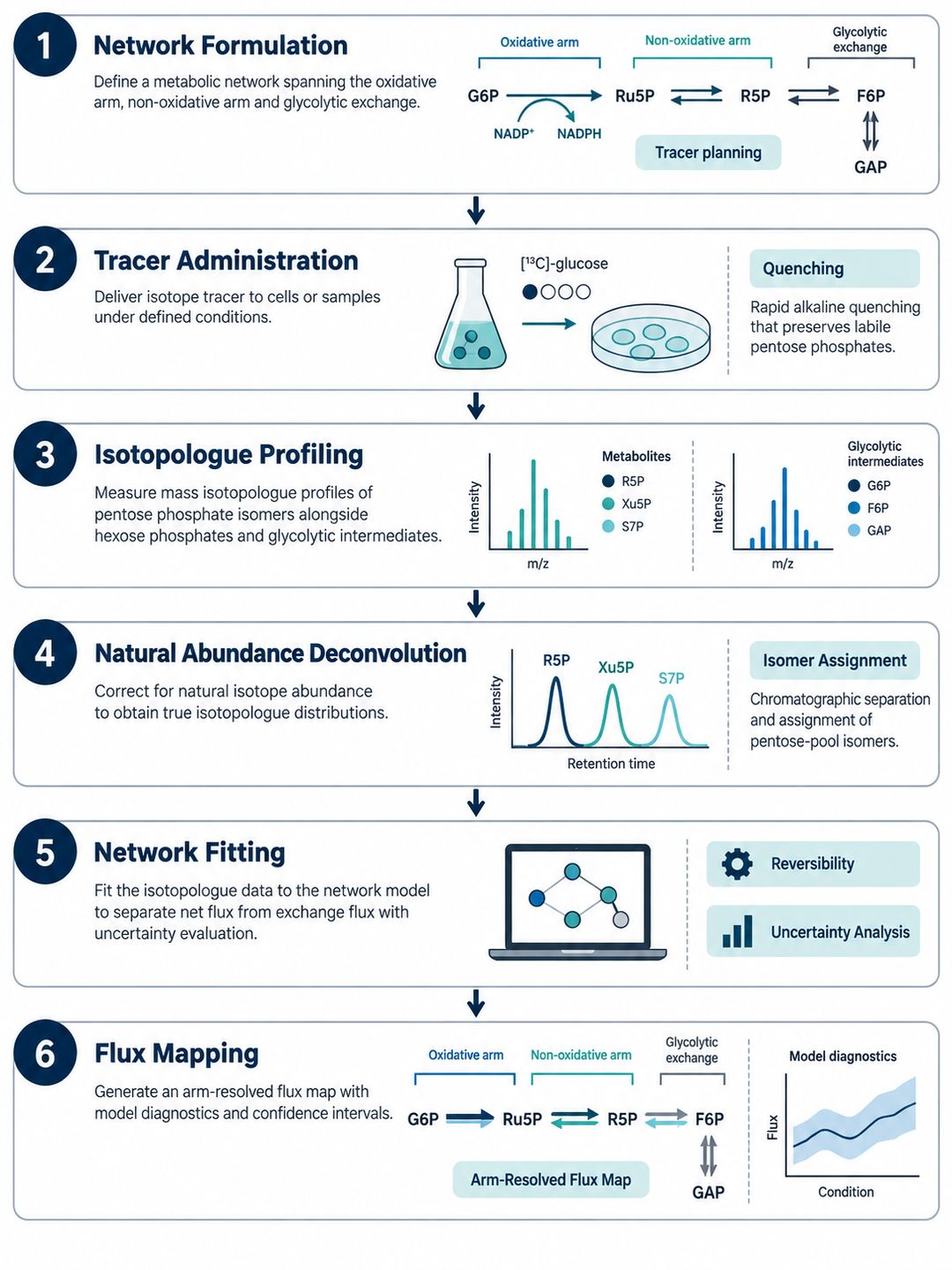 Six-step workflow for pentose phosphate pathway metabolic flux analysis