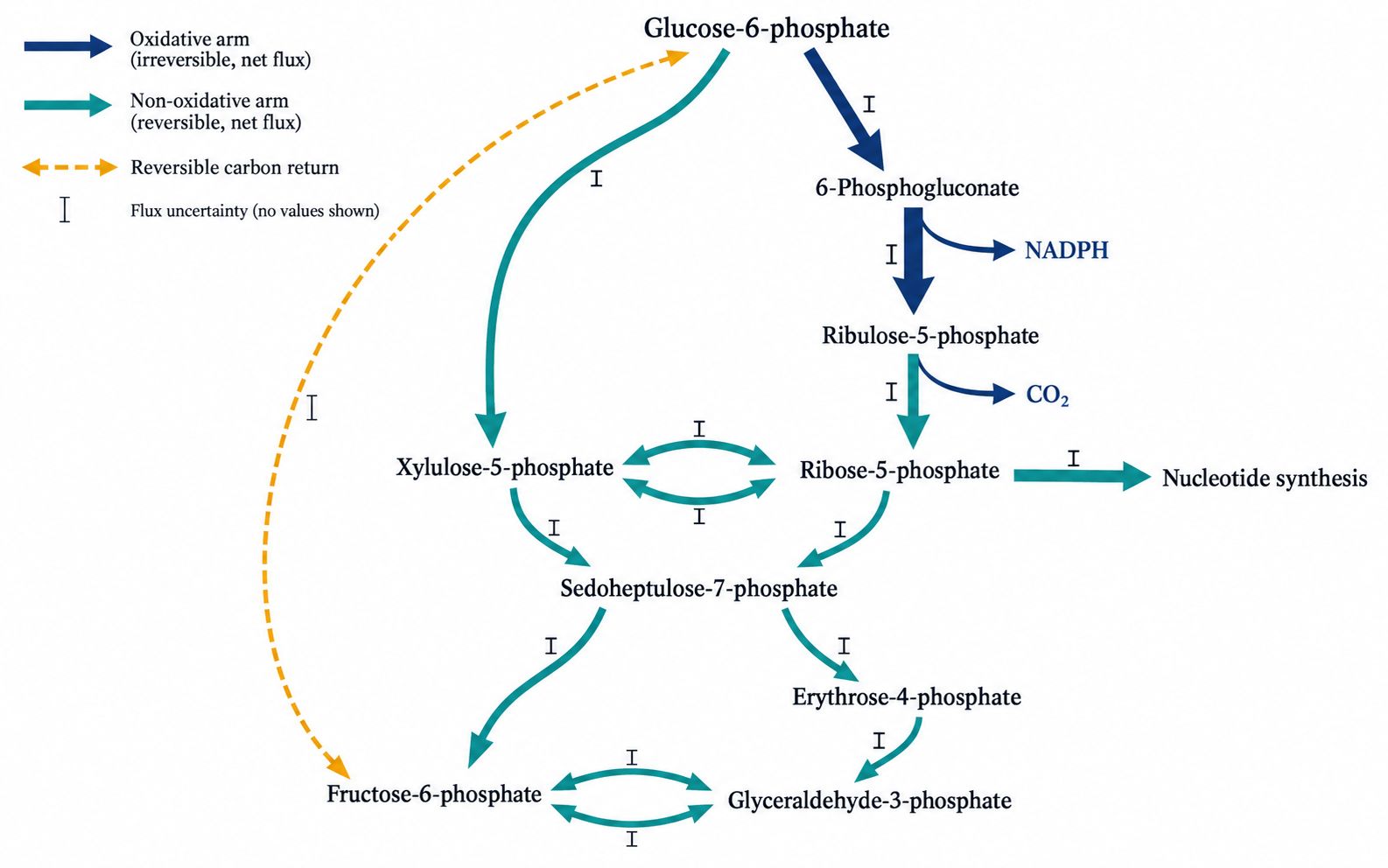 Quantitative pentose phosphate pathway flux map with oxidative and non-oxidative branch rates