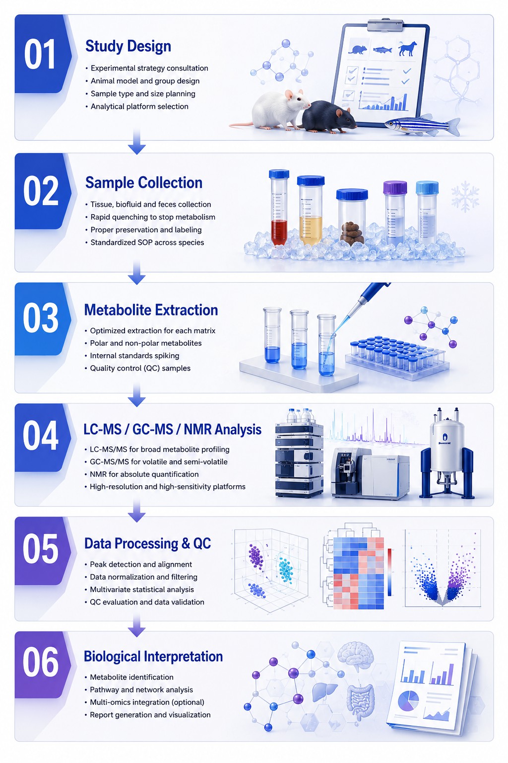 Animal Metabolomics Workflow — Six-Step Pipeline from Study Design to Biological Insight for Preclinical Metabolomics Research