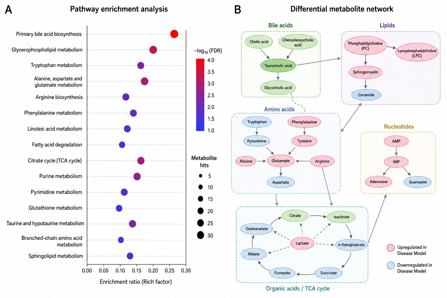 Animal Metabolomics Pathway Analysis — KEGG Pathway Enrichment Bubble Chart and Metabolic Network Diagram