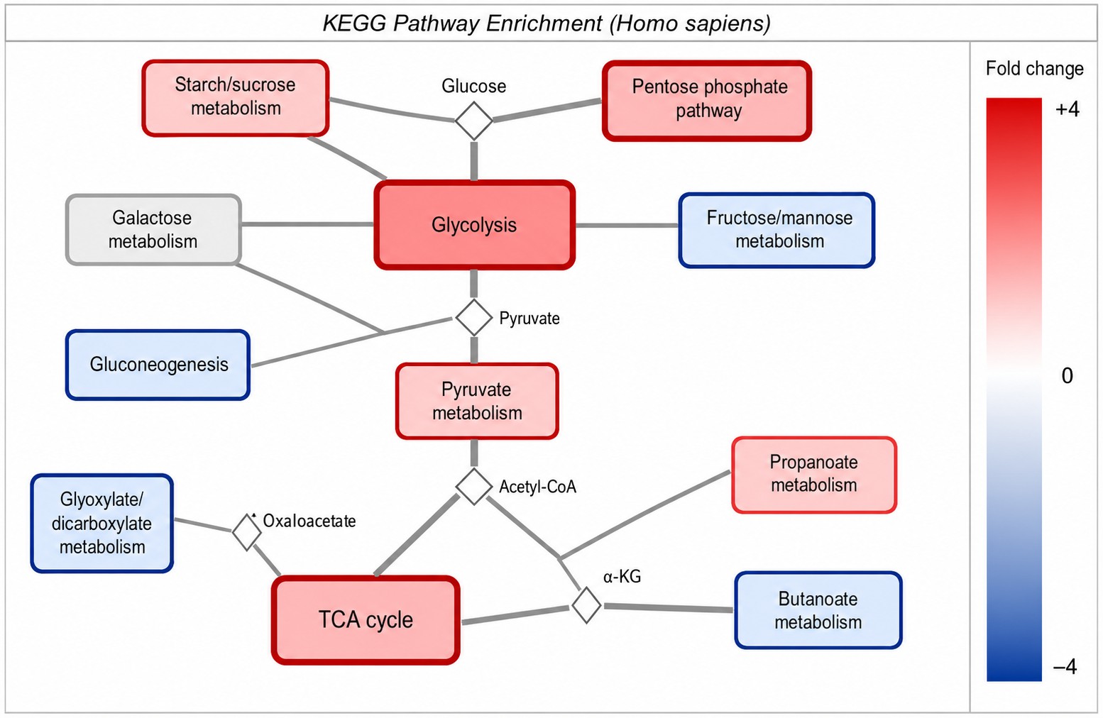 KEGG Pathway Enrichment Map — Glycolysis and TCA Cycle Dysregulation