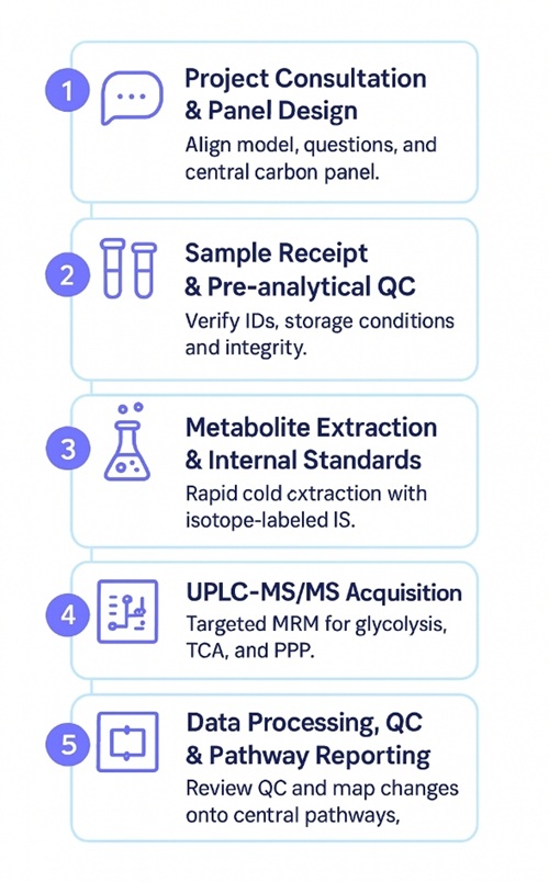 Workflow for central carbon metabolism LC–MS/MS analysis