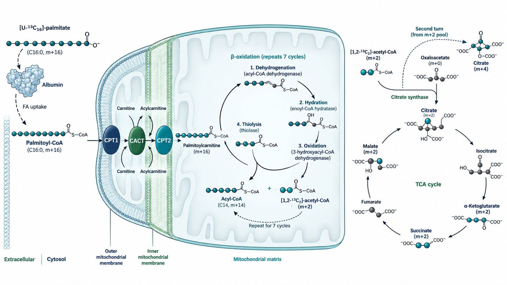Biochemical schematic of carbon-13 atom tracing in fatty acid beta-oxidation and TCA cycle entry.