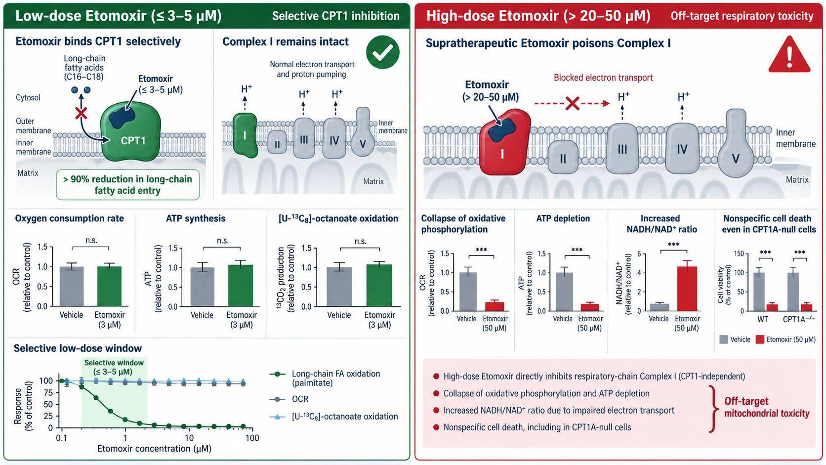 Pharmacological dose-response comparison showing specific CPT1 inhibition versus off-target Complex I respiratory inhibition by Etomoxir.