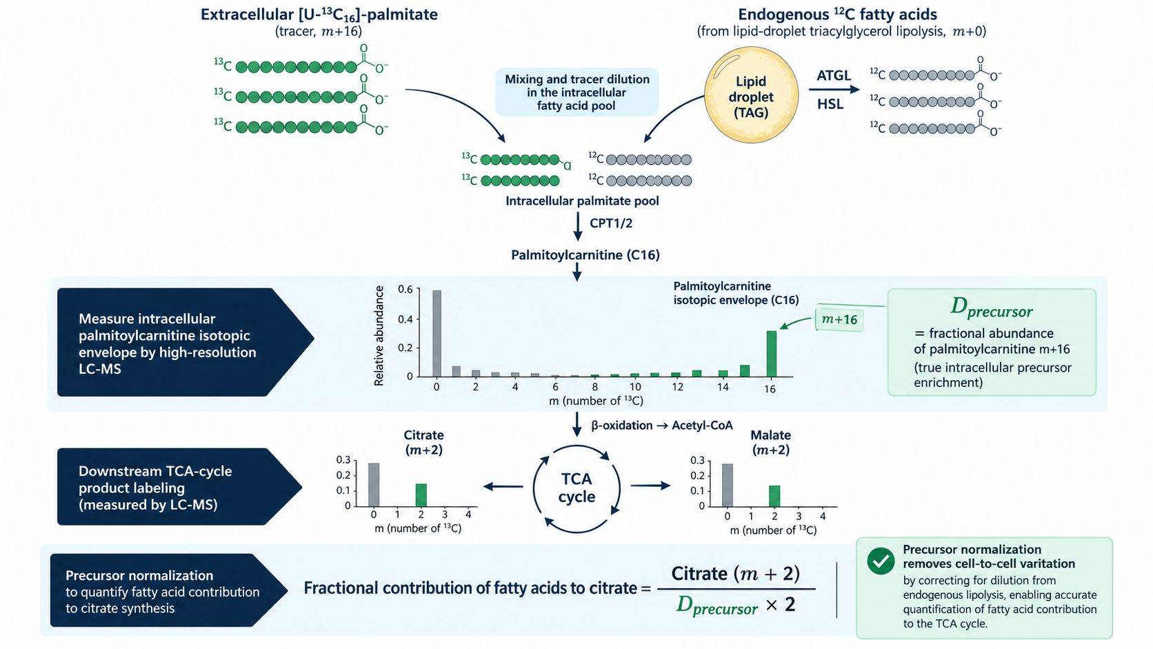 Precursor-product enrichment workflow showing normalization of TCA cycle m+2 labeling by intracellular palmitoylcarnitine m+16 tracer enrichment.