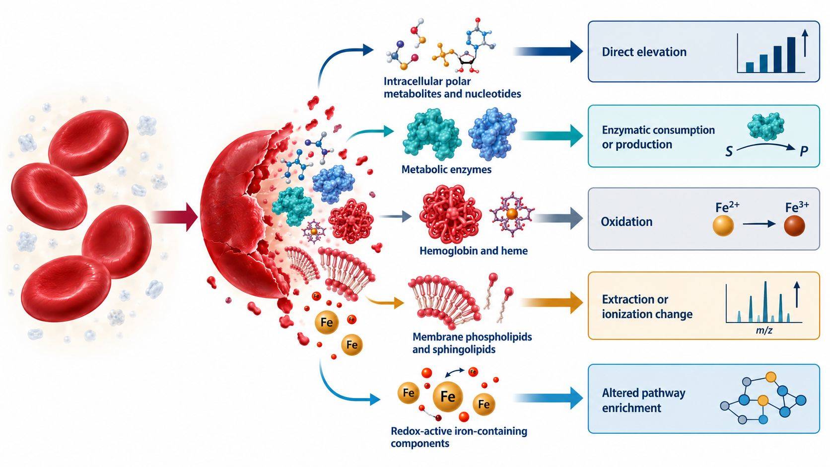 Mechanistic diagram showing erythrocyte rupture releasing intracellular metabolites, enzymes, hemoglobin, heme, and membrane lipids into plasma or serum.