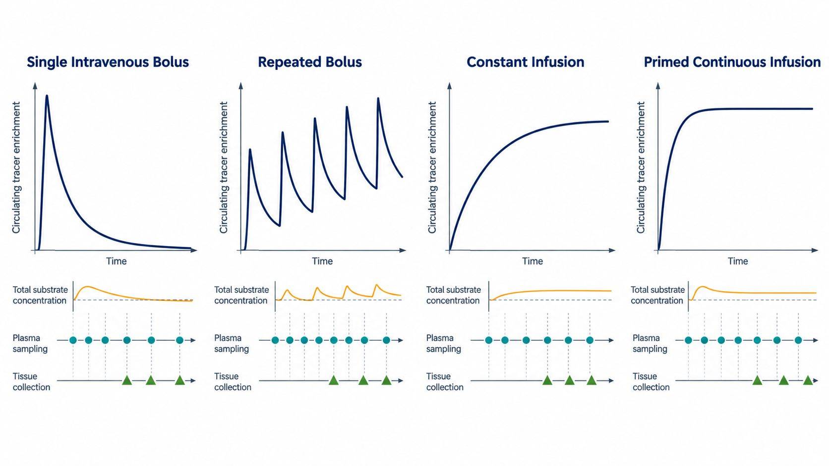 Comparative enrichment curves for a single bolus, repeated bolus, constant infusion, and primed continuous infusion, aligned with serial plasma sampling and terminal tissue time points.