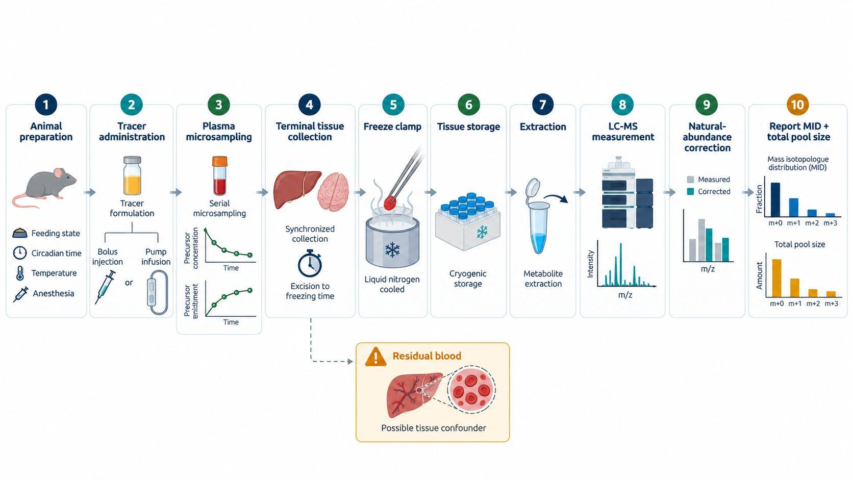 Integrated in vivo tracing timeline from physiological preparation and tracer delivery through plasma sampling, tissue excision, freeze-clamping, extraction, and LC-MS isotopologue analysis.