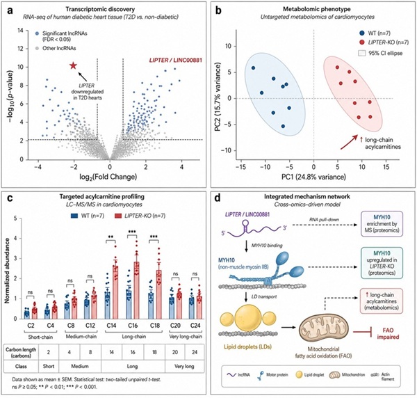 Multi-Omics Case Study — LIPTER Mechanism in Cardiac Lipid Metabolism
