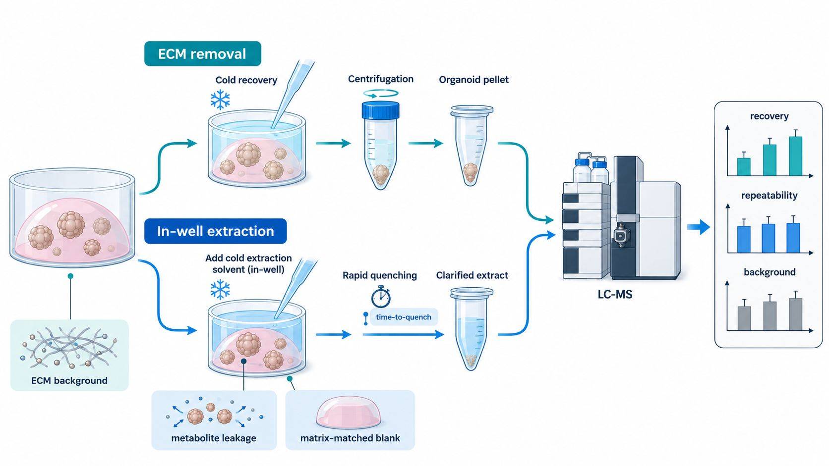 Comparison of ECM removal and in-well extraction for organoid metabolomics