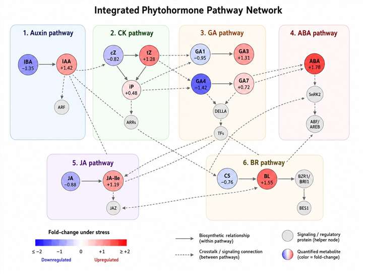 Phytohormone metabolic pathway diagram showing hormone families as nodes with fold-change values in interconnected biosynthesis and signaling pathways.