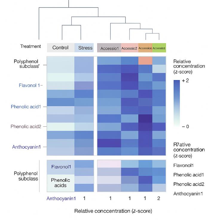 Polyphenol heatmap comparing concentration patterns across samples
