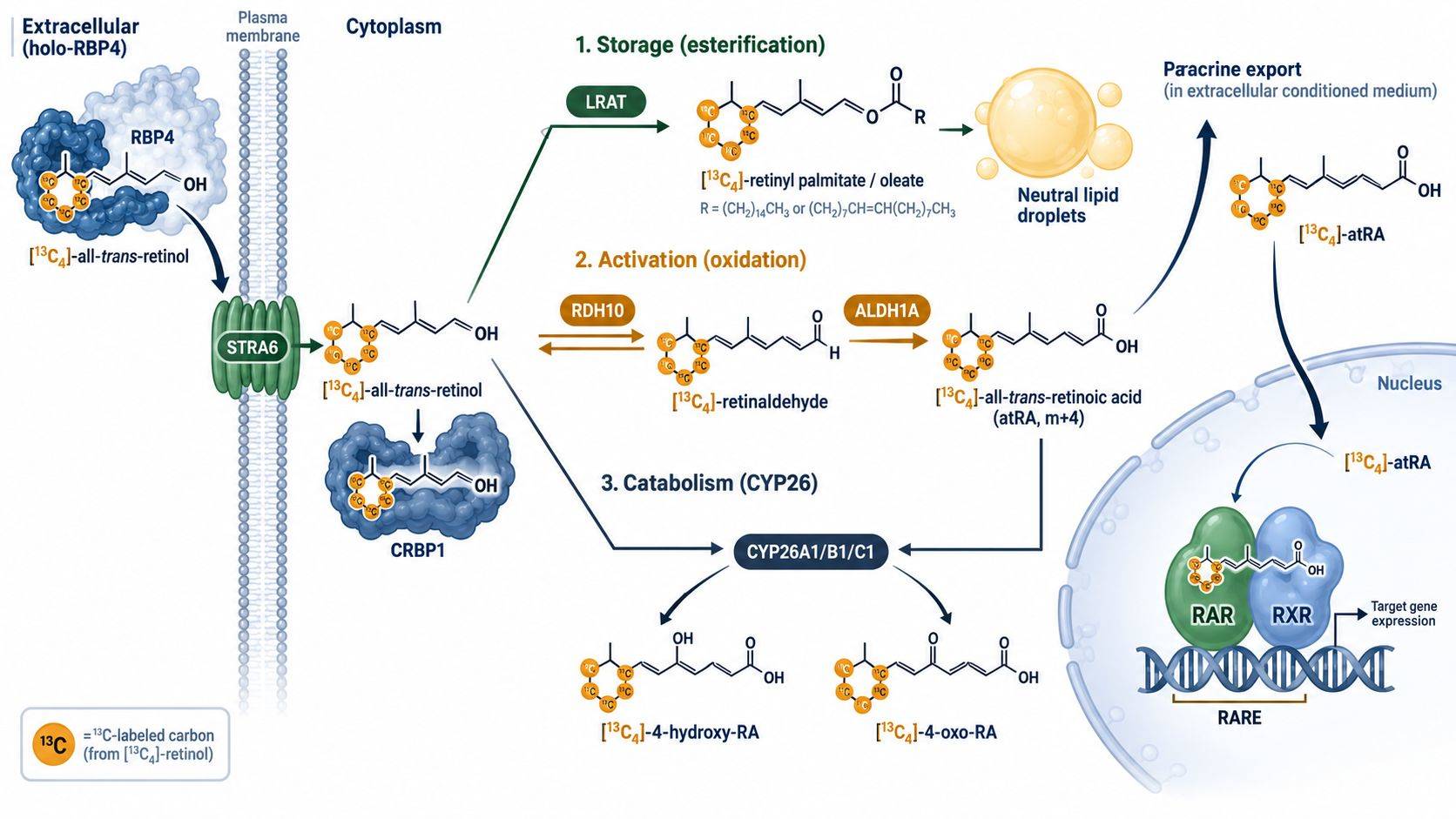 Biochemical schematic of retinoid metabolic tracing showing [13C4]-retinol uptake, LRAT esterification, ALDH1A oxidation, and CYP26 clearance.