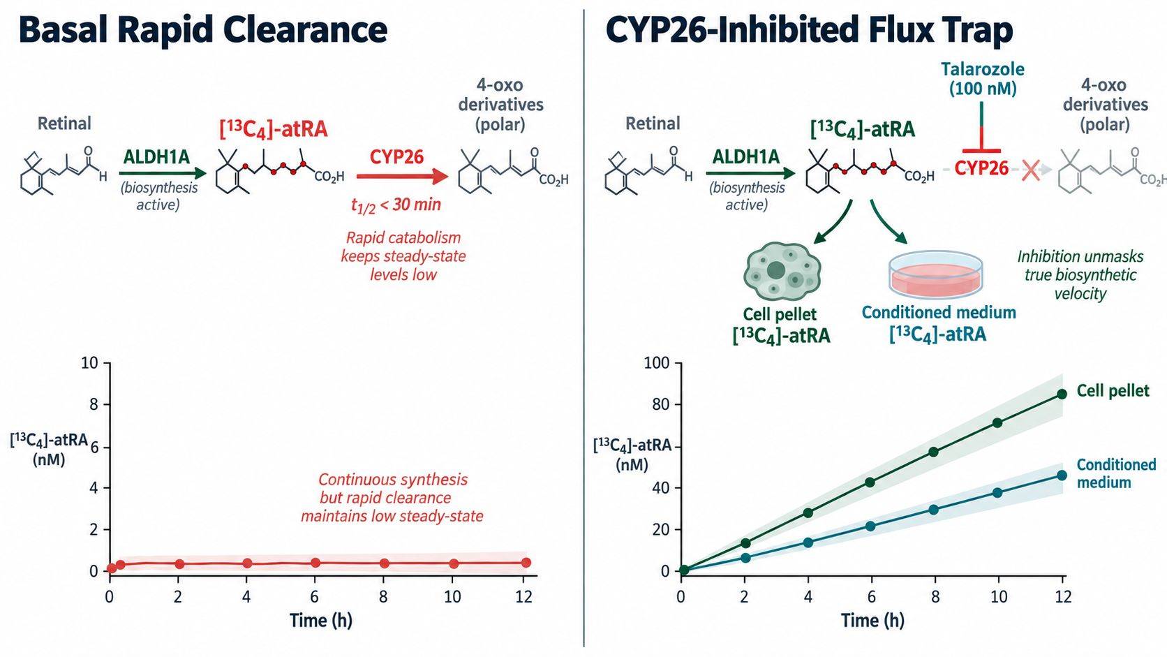 Pharmacological flux trapping diagram showing CYP26 inhibition unmasking transient retinoic acid synthesis in cell culture.