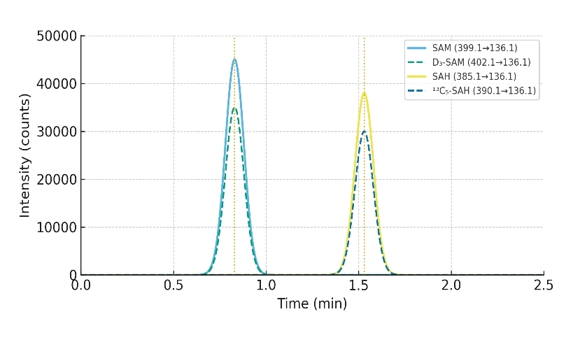LC–MS/MS MRM chromatogram of SAM and SAH with internal standards.