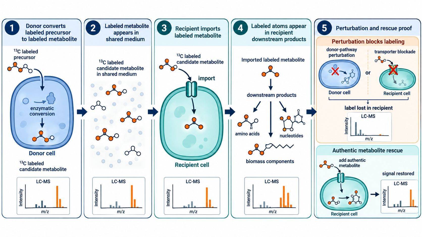 Evidence chain for metabolite cross-feeding in co-culture isotope tracing