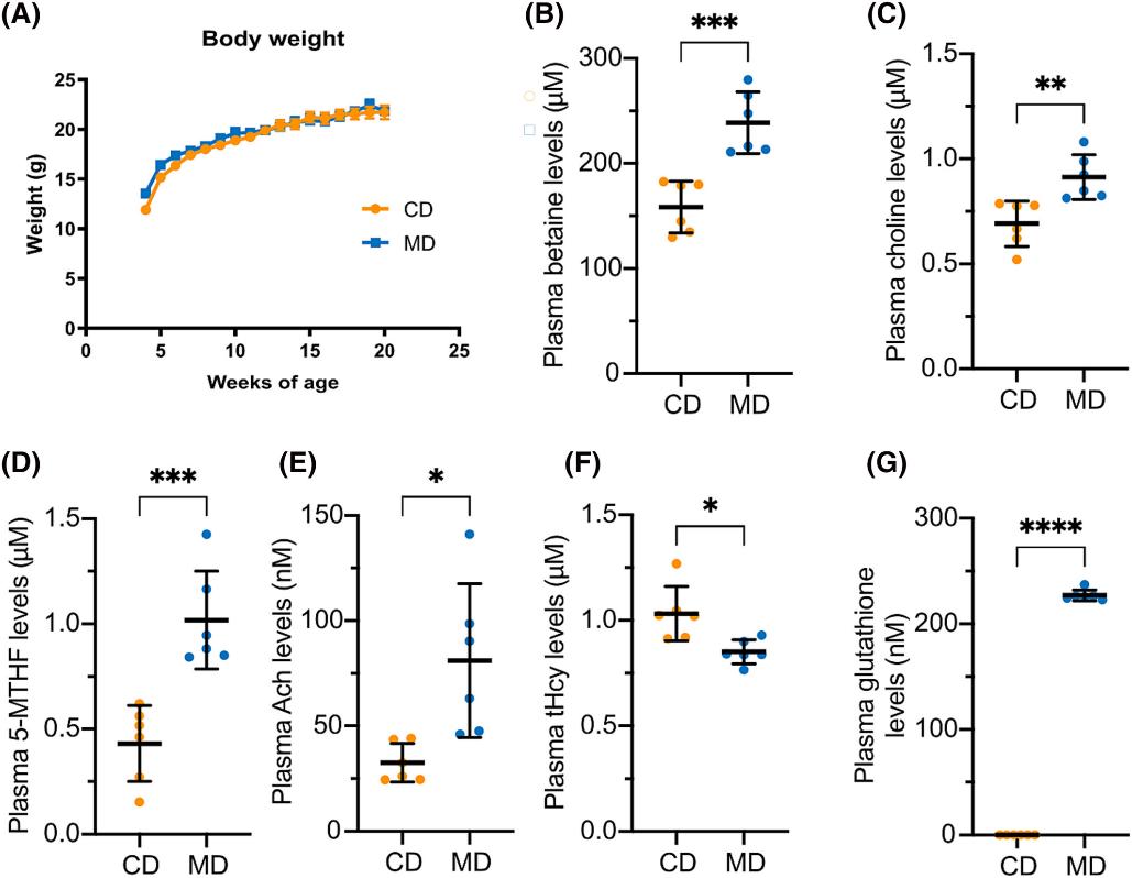 Graphs showing body weight and plasma metabolites in TAU58/2 mice fed methyl donor or control diets, highlighting levels of betaine, choline, 5-MTHF, acetylcholine, homocysteine, and glutathione.