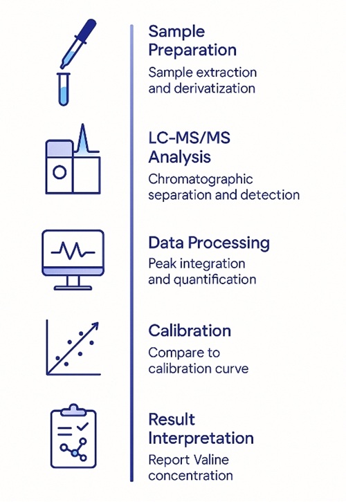 Valine quantification workflow: sample intake, preparation, LC-MS/MS acquisition, quantification and QC, result reporting; icons with gradient accents.