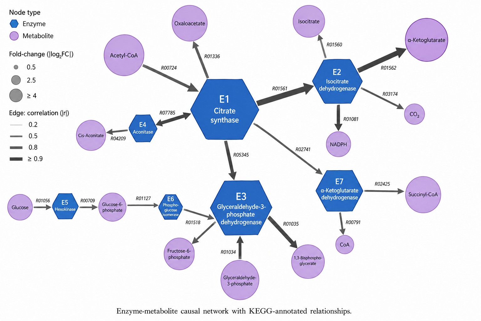 Enzyme-metabolite causal network with protein nodes and metabolite nodes connected by directed edges