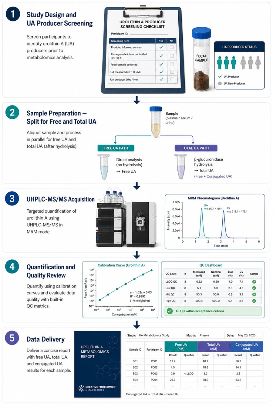 Urolithin A Analysis Workflow