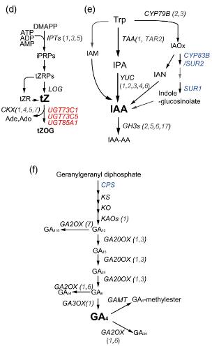 (d) Biosynthetic pathway of (d) JA, (e) SA and (f) ET in Arabidopsis.