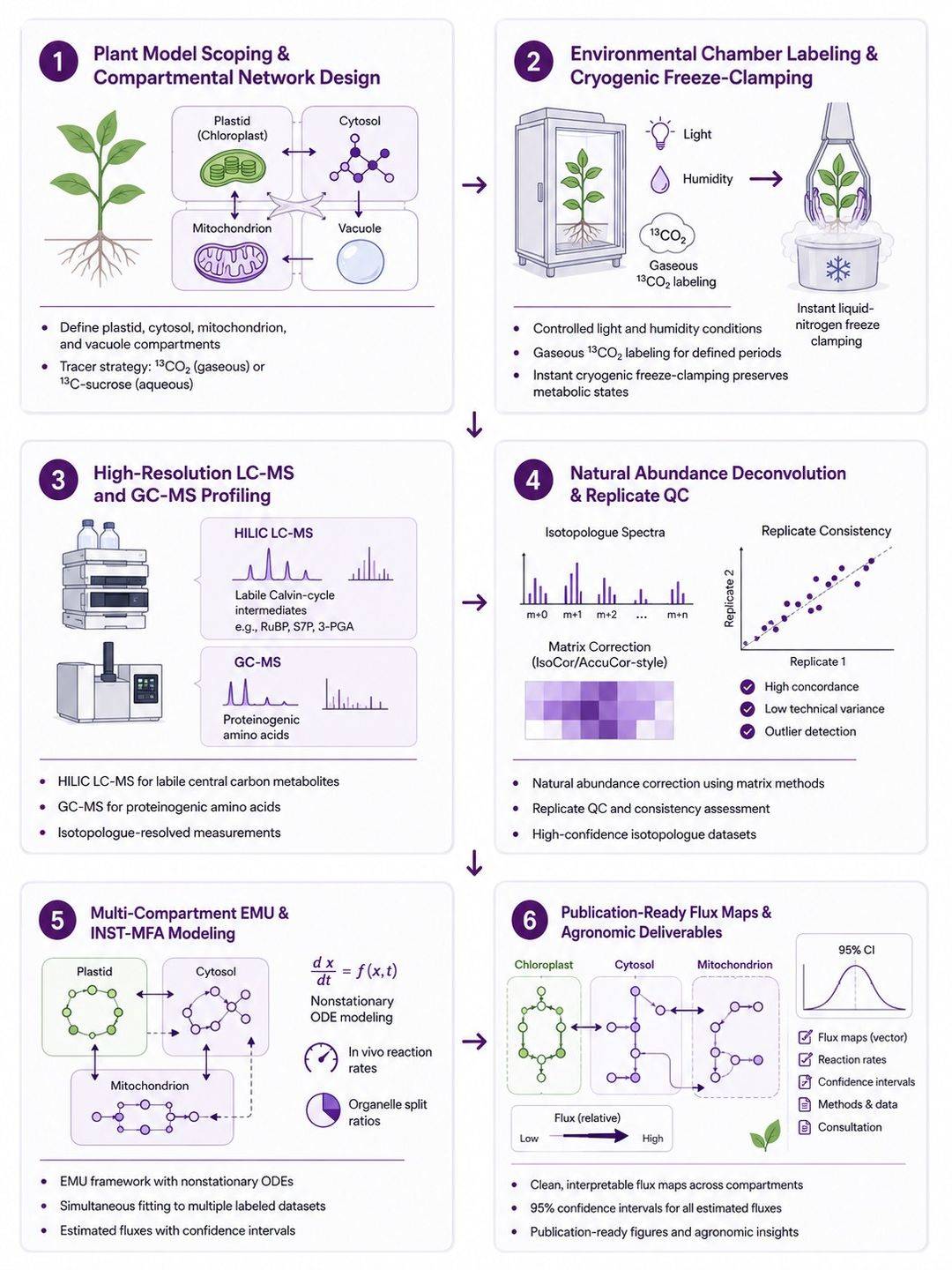 Six-step workflow for plant metabolic flux analysis
