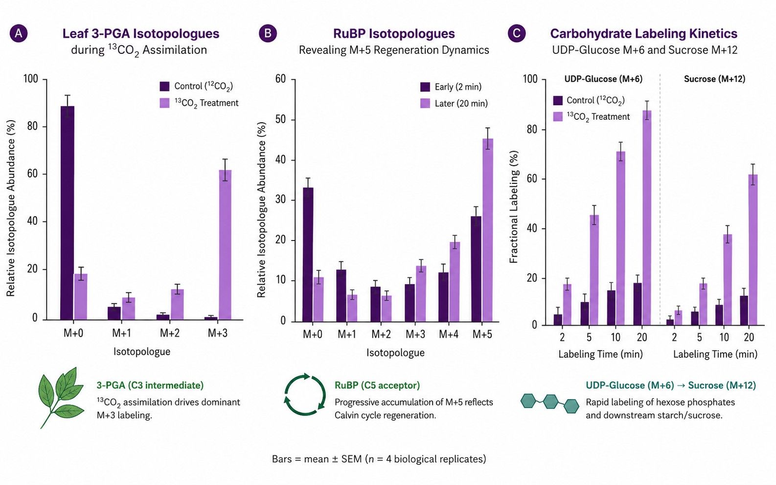 Plant mass isotopologue distribution bar plot resolving Calvin cycle labeling