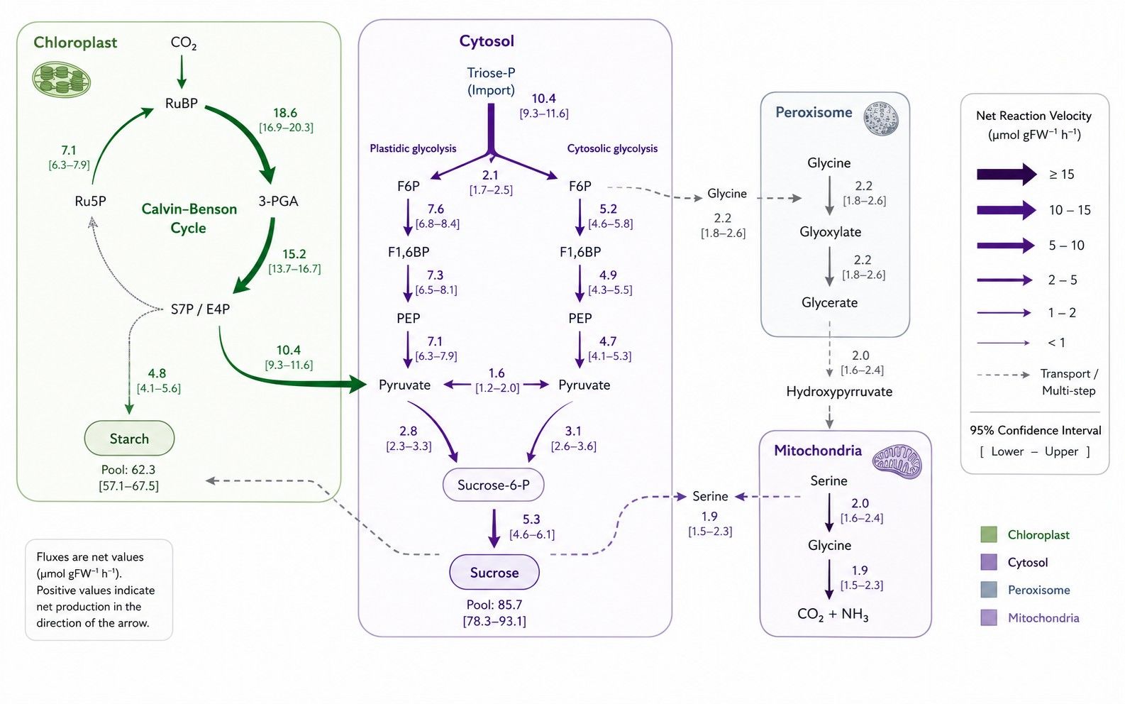 Quantitative plant metabolic pathway flux map across chloroplast, cytosol, and mitochondria