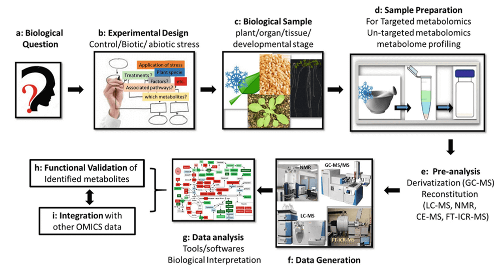 Metabolomic Approaches in Plant Research