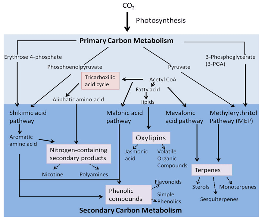 Plant Primary and Secondary Metabolites Metabolism