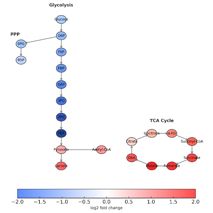 Central carbon metabolism map with glycolysis, PPP, and TCA nodes colored by log₂ fold-change to visualize metabolic shifts.