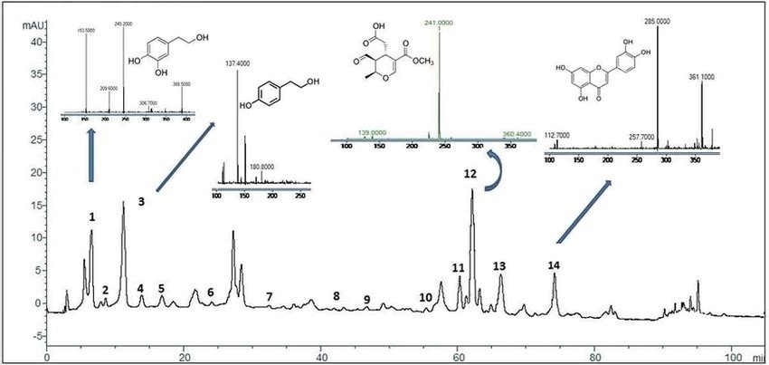 LC-MS Chromatogram of phenolic compounds