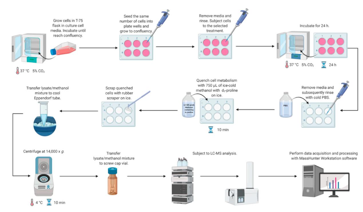 Workflow for LC-MS-based methodology for study proline metabolism in mammalian cell cultures.